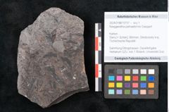Foto (Objekt + Etikett) von Noeggerathia palmaeformis Goeppert (NHMW-GEO-2024-0188-10757)